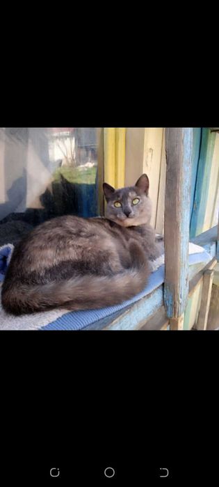 подарую кицьок стерилізованих