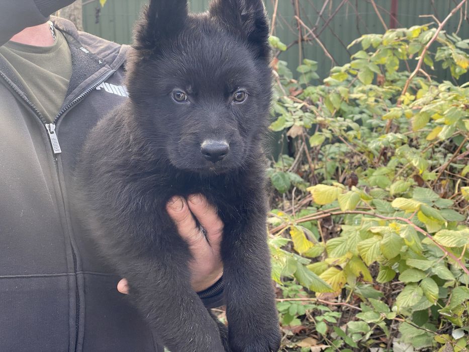 Німецька вівчарка хлопчик