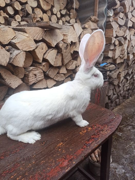 Кролики бельгійський велетень