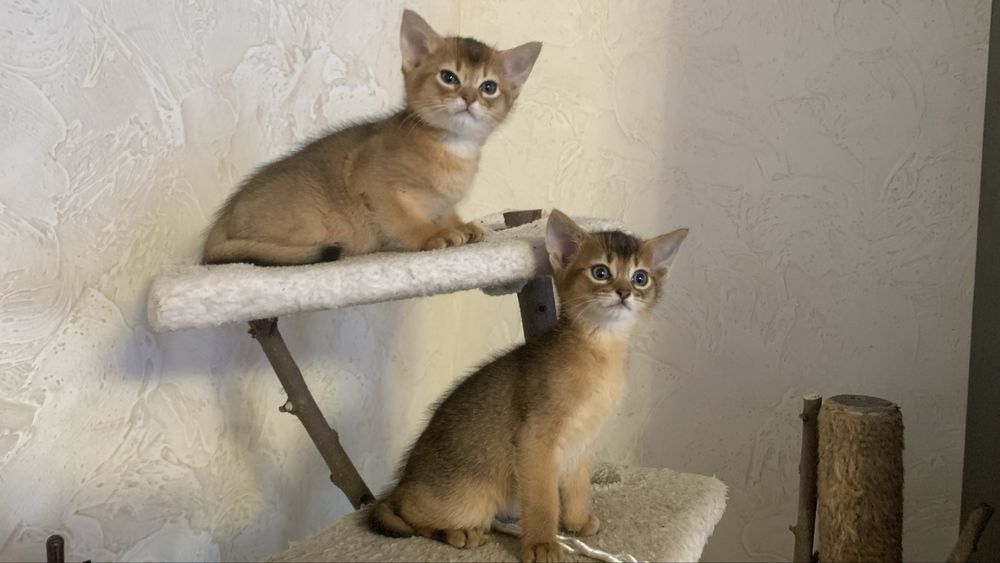 Продам абіссинських кошенят