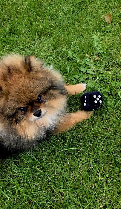 Szpic Miniaturowy (Pomeranian)