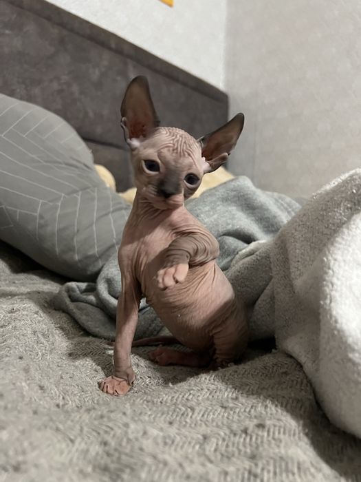 Кошенята донського сфінкса