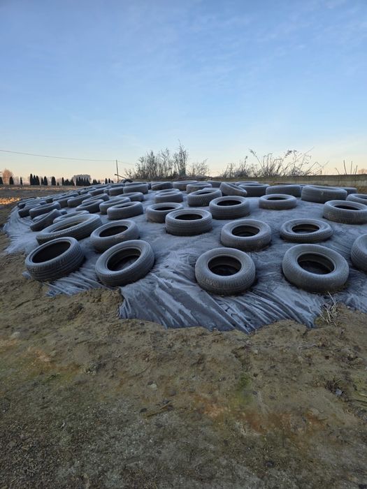 Kukurydza z pryzmy zbiór 2025