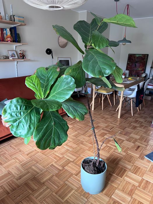 Planta Ficus Lyrata