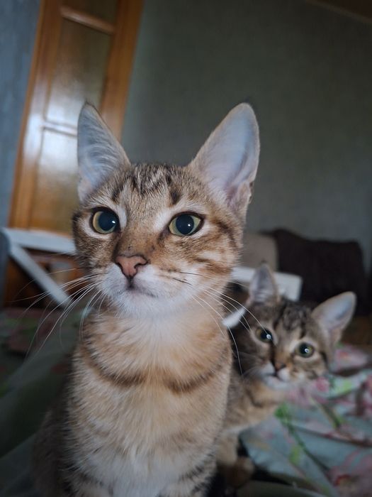 Отдам котят, Мальчик и девочка.