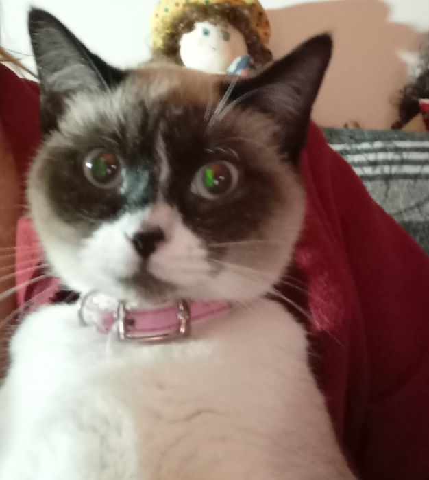 Gatinhos para adoção responsável