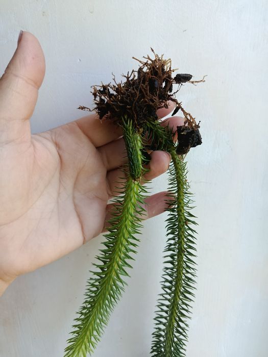 Хуперзія Hupersia ( Licopodium) squarosa