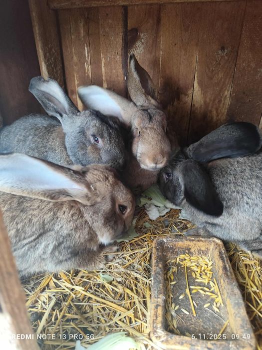 Sprzedam króliki