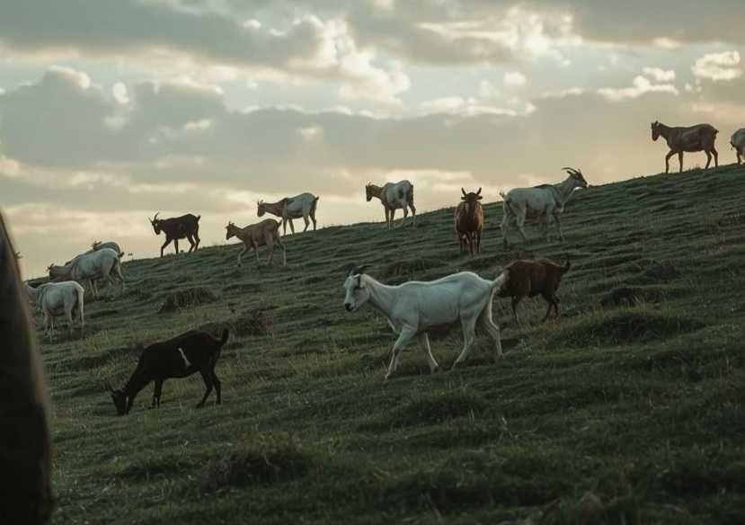 Терміновий продаж кіз