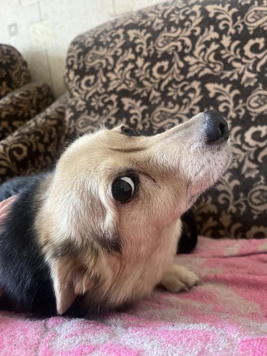 Отдам собак в добрые руки БЕСПЛАТНО