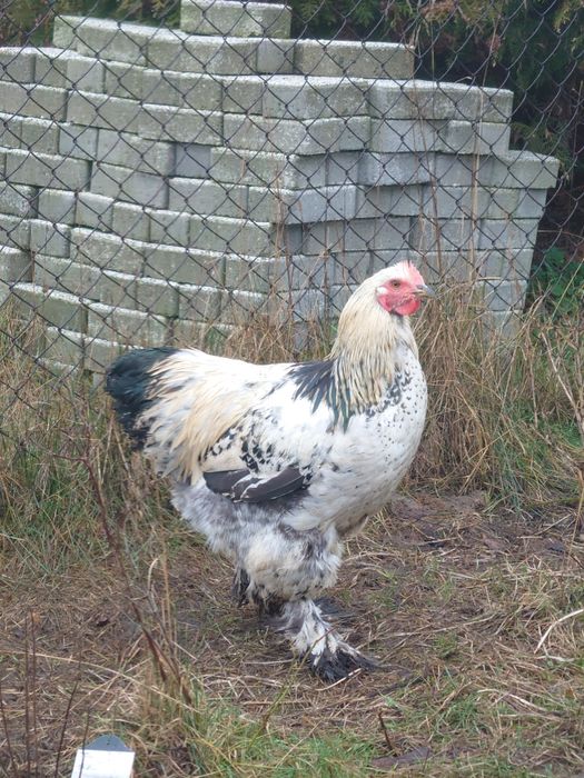 Kogut kochin olbrzymi z maja