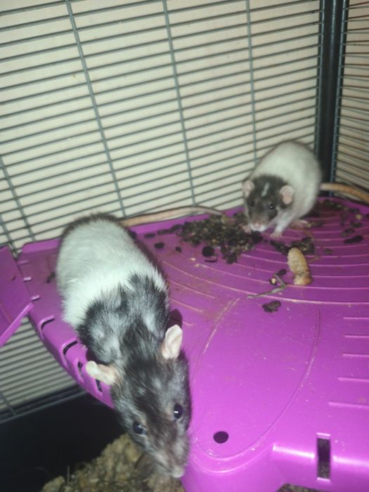 2 szczury czarny Kasia i szary Basia oddam