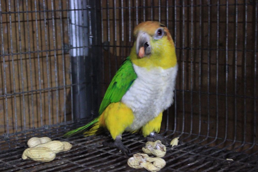 Casal Marianinhas Cabeça Canela