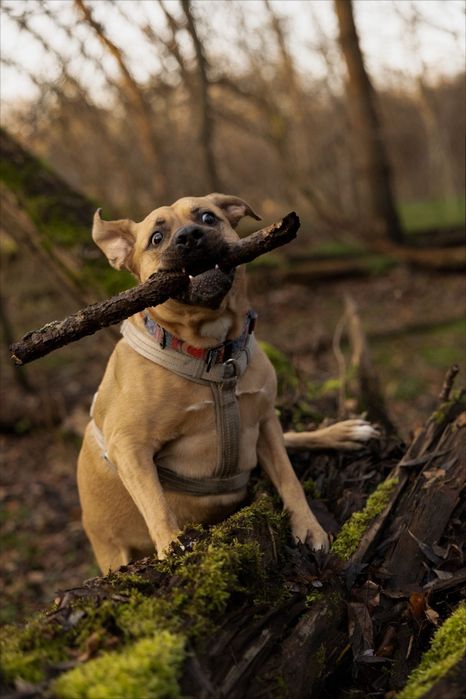 Oddam w dobre ręce 3 letnia sunie