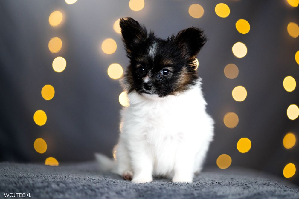 Spaniel kontynentalny Papillon urocza suczka