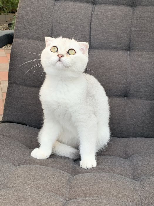 Просто ніжність а не котик !