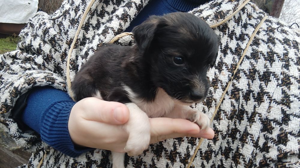 Терміново цуценята шукають дім