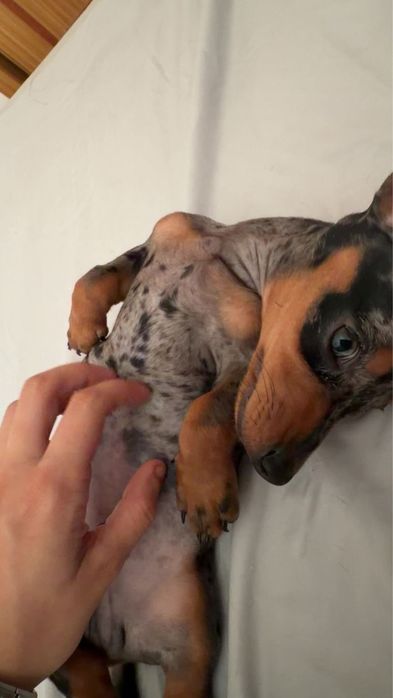 Dachshund Teckel