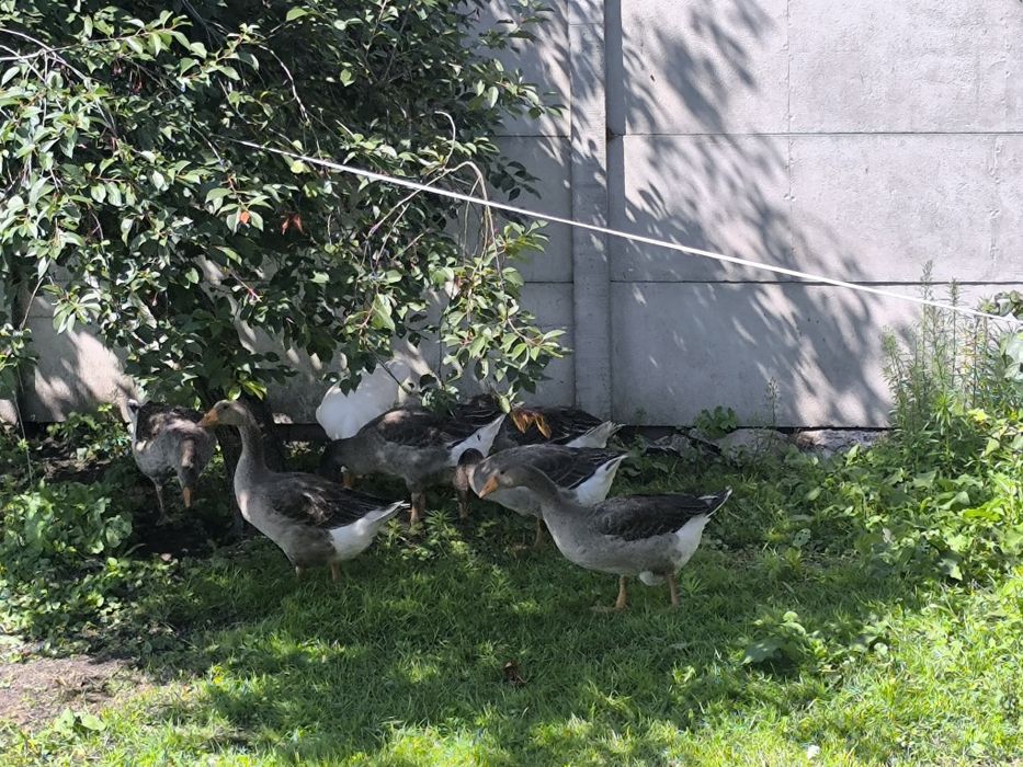 Gęsi łabędziowe sprzedam