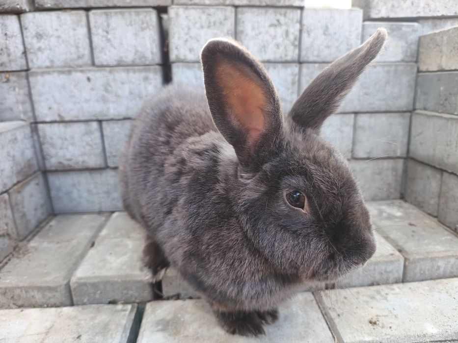 Wiedeński niebieski