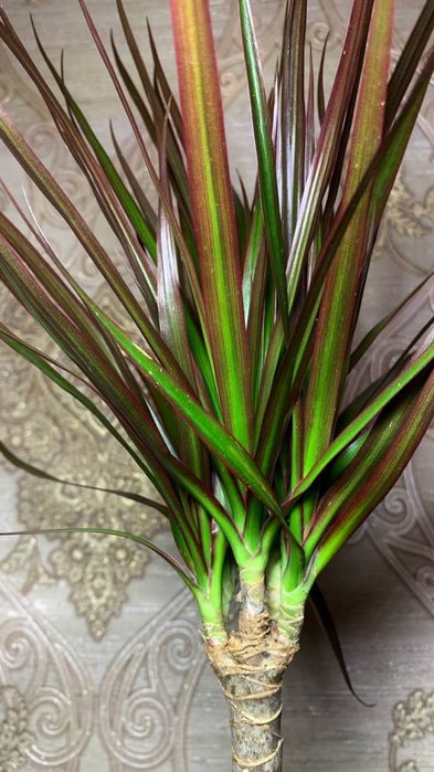 Драцена Маргината (magenta)