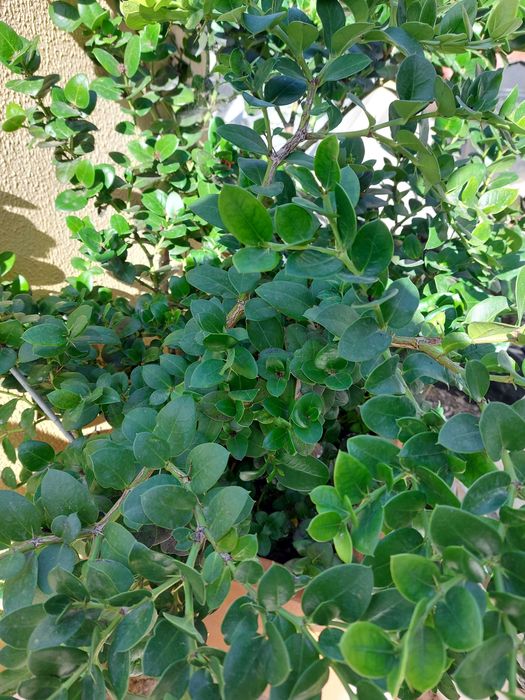 Carissa macrocarpa, cacto.