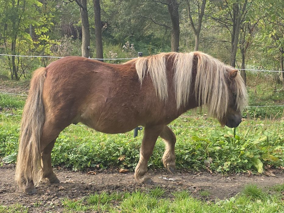Kuc Ogier shetland