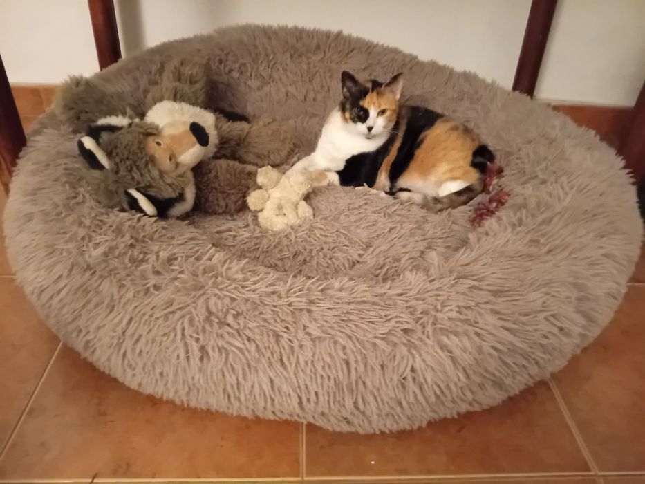 *** Cuido do seu animal de estimação em sua casa – Alentejo ***