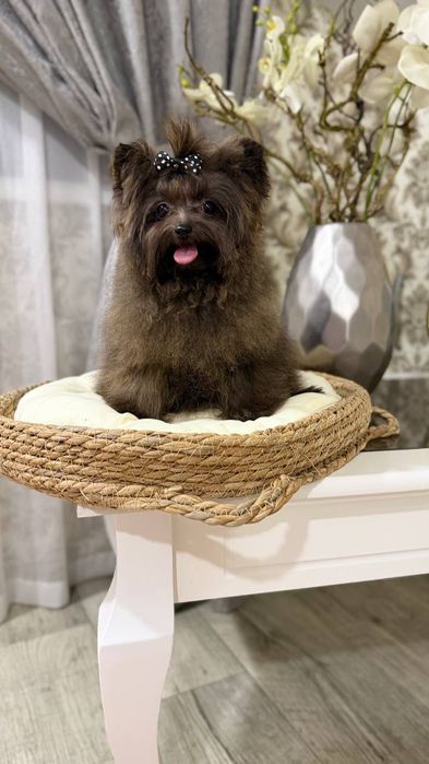 Девочка мальтипу мини 1 кг.