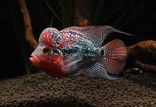 Flowerhorn de 7/8cm kamfla