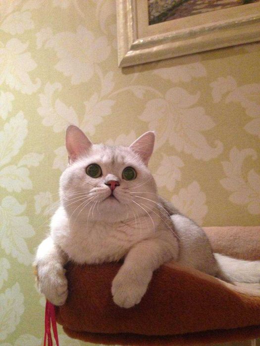 В'язка від Британця - супер-ексклюзивна пропозиція для киць.