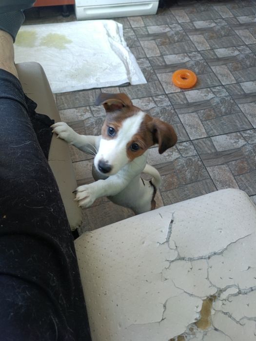 Щенята Джек Рассел