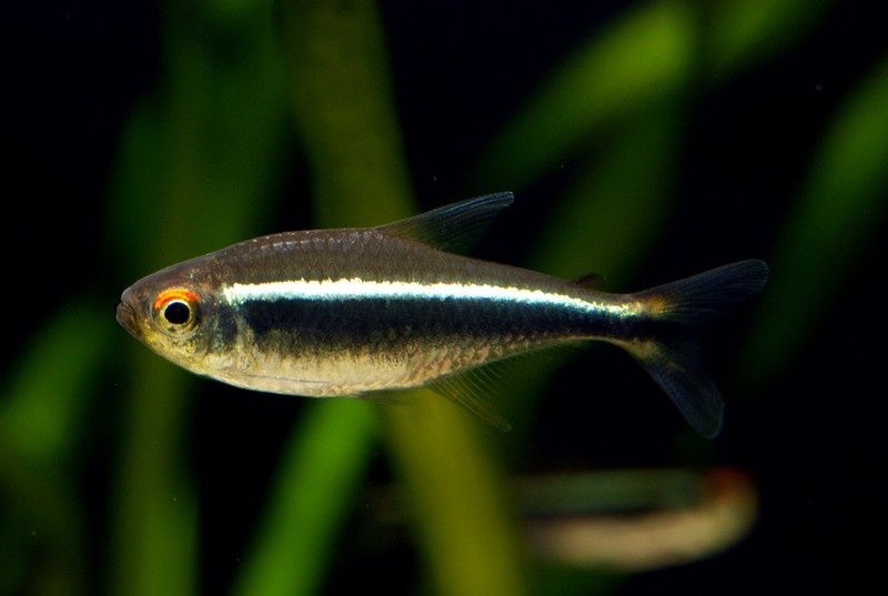 Neon neonki inessa czarny