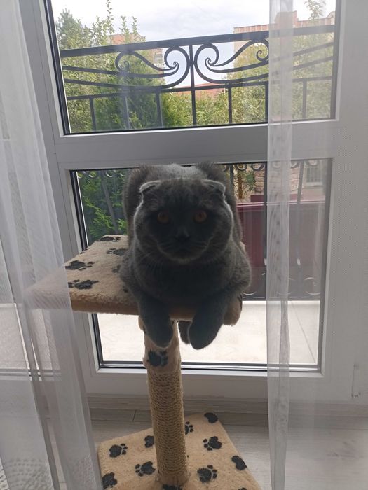 В'язка висловухого кота