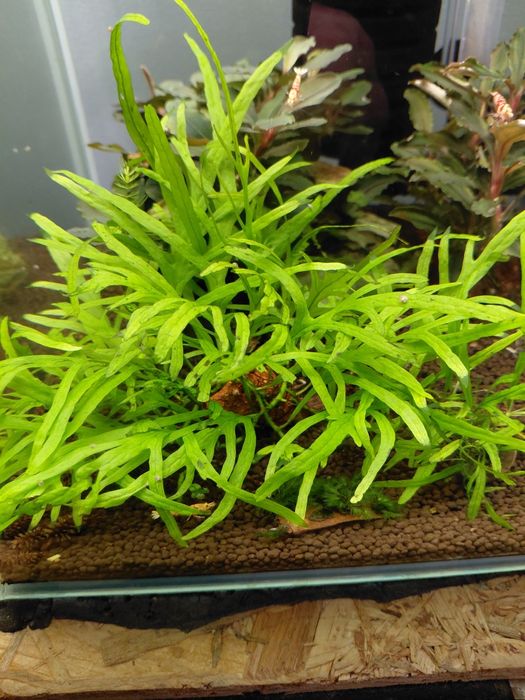 Rośliny akwariowe