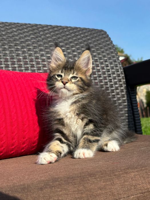Severin-Kocurek Maine Coon
