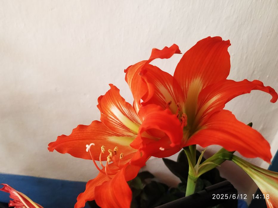 Амариліс гемантус кактуси сукуленти плющі набори