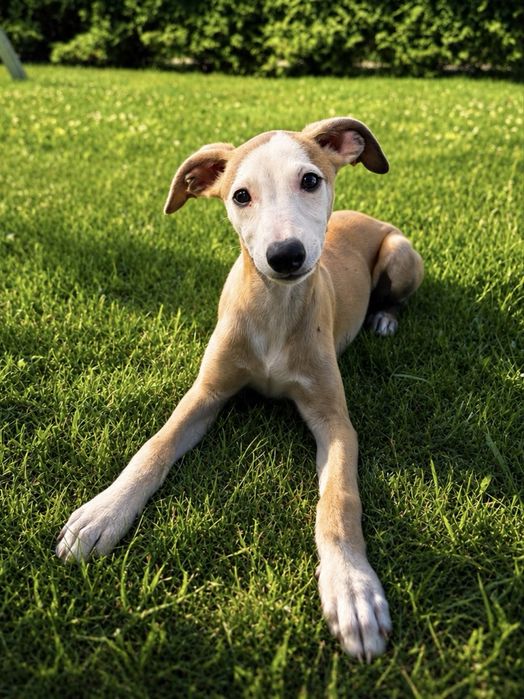 Whippet Dogarium ZASPANA szuka odpowiedzialnego kochającego domu