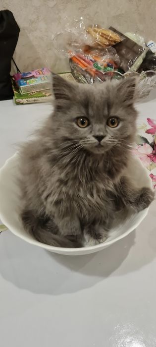 Шотландські хайленд фолд кошенята