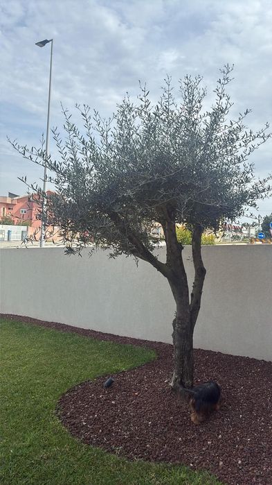 Prestacao de serviços de jardinagem