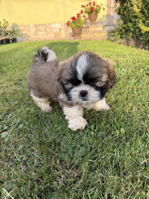 Shih-Tzu piękny piesek gotowy do odbioru !