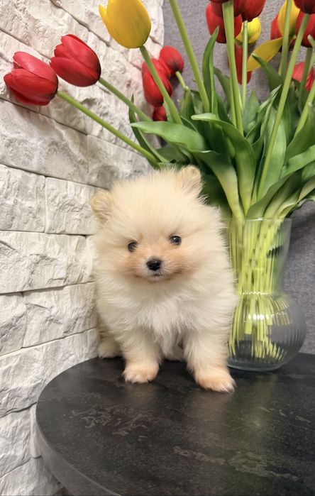 Померанський шпіц