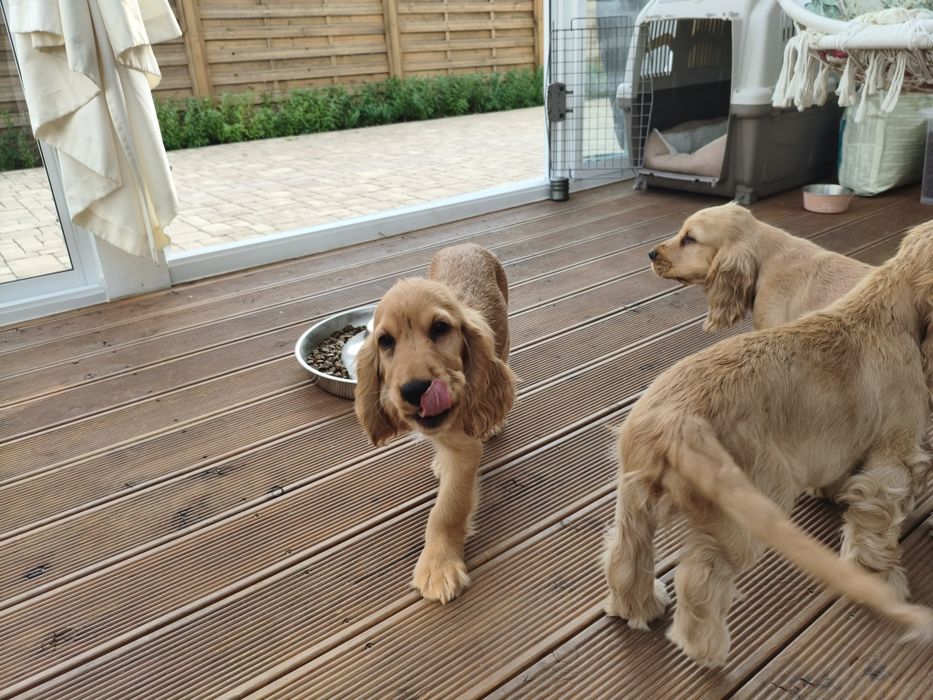 Cocker Spaniel Angielski