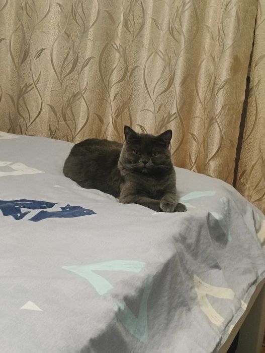 Отдам  кошку  породистую британку