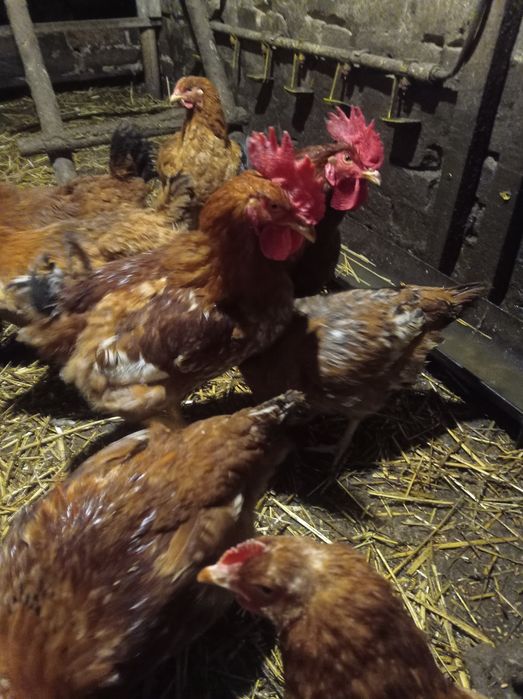 Молоді півні продам