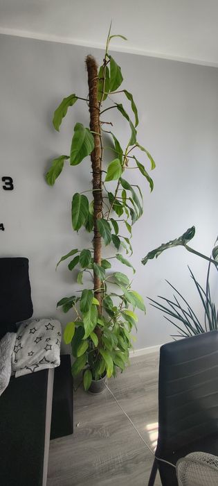 philodendron malaya gold