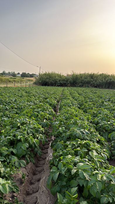 Batata nova Manitou
