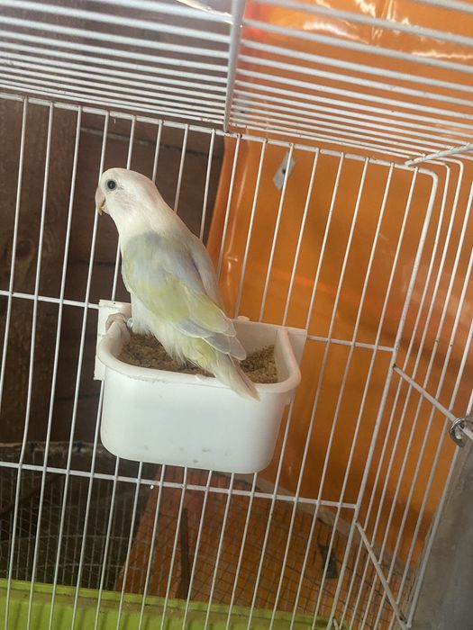 Vendo femea de agapon