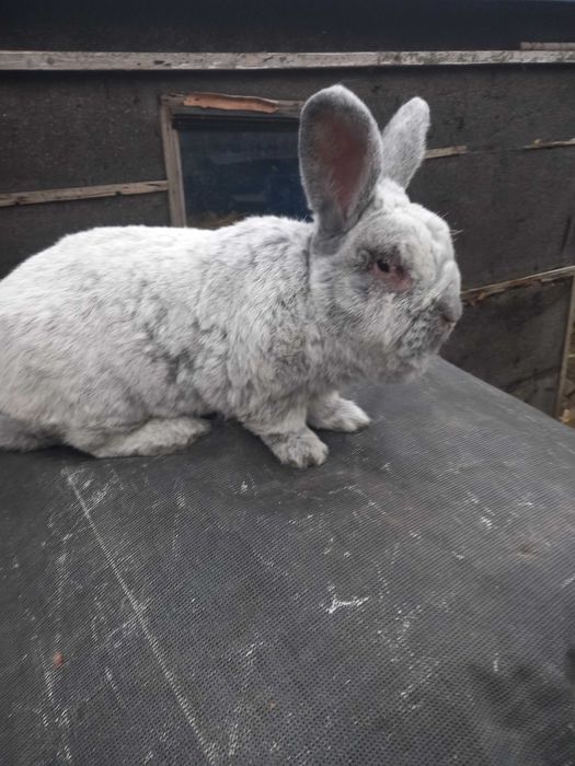 Króliki rasy WJS
