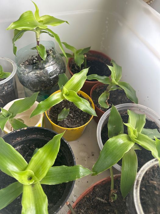 Kalizia fragrans Złoty wąs